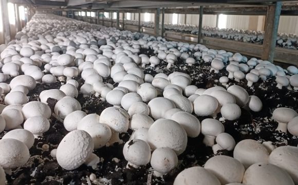 IŠVYKA Į PIEVAGRYBIŲ AUGINIMO FABRIKĄ