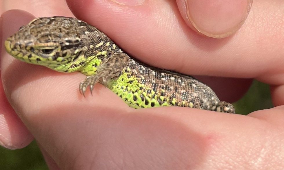 PAŽINTINĖ IŠVYKA Į SKINDERIŠKIO DENDROLOGINĮ PARKĄ „NE SAU, ŽMONĖMS“