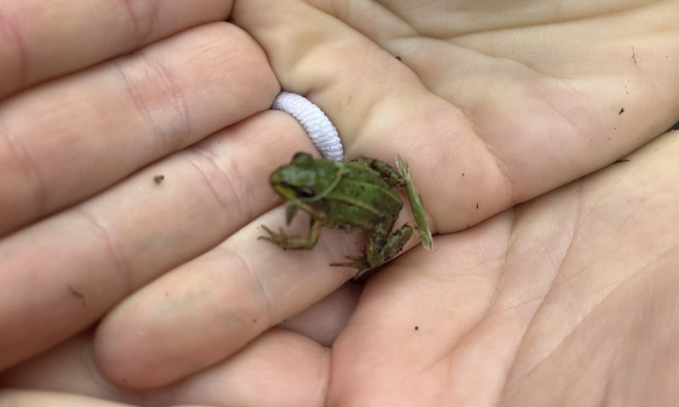 PAŽINTINĖ IŠVYKA Į SKINDERIŠKIO DENDROLOGINĮ PARKĄ „NE SAU, ŽMONĖMS“